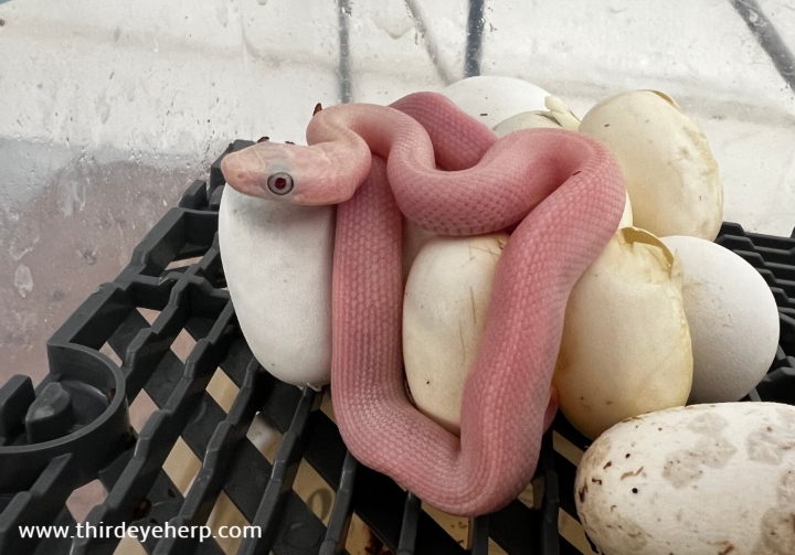 Texas Rat Snake